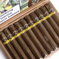 Aladino Corojo Gordo Cigar - Box of 20